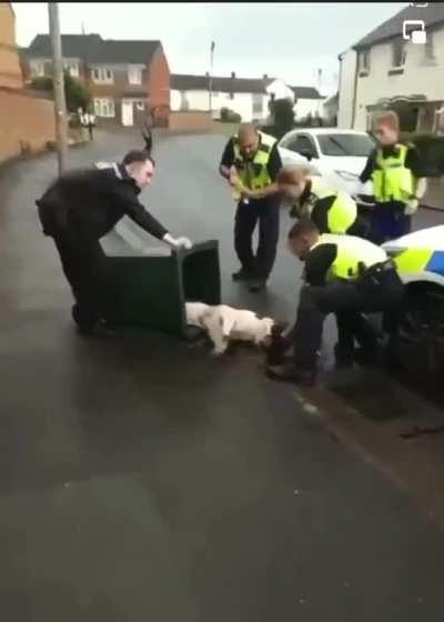 XL bully in Coventry (UK) had to be tasered and put in a bin to protect children in the area. 