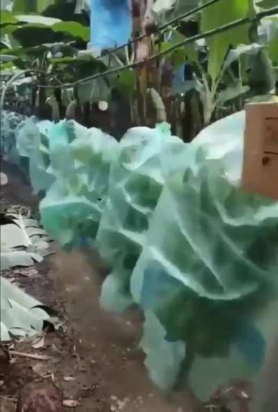 How bananas are transported through a plantation