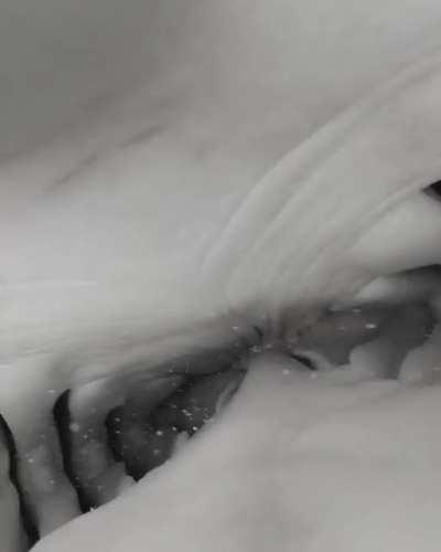 Shark Tries to Swallow Camera