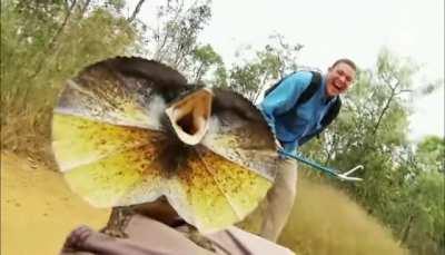 🔥 Cameraman brutally attacked by Frilled Lizard 🔥