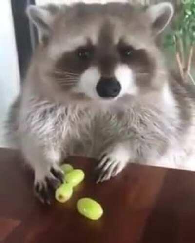 Mr. Raccoon won't let you touch his grapes.