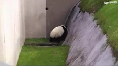 Is it panda or just a drunk lad?