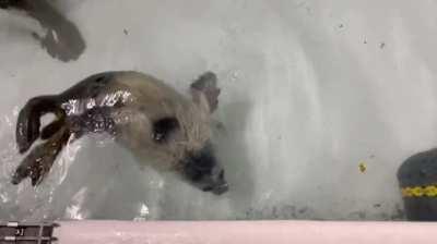 Shedding Baby Seal Swims in His Deep Pool