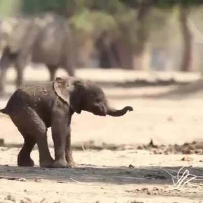 🔥 Baby elephant's first steps 🔥