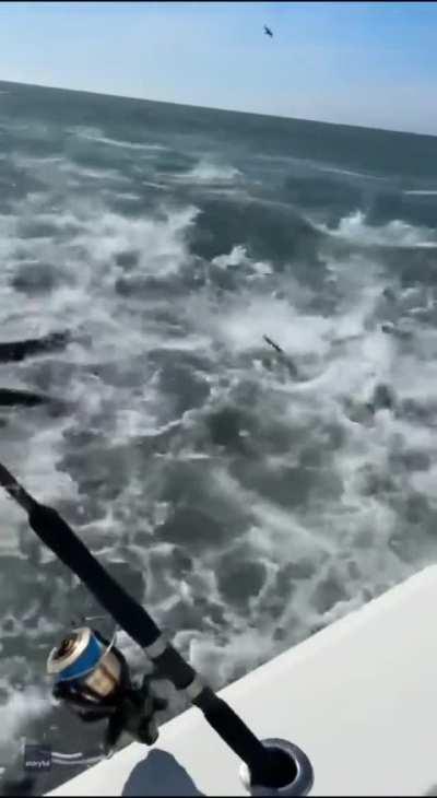 Feeding frenzy off the coast of Louisiana