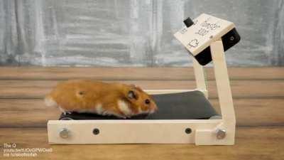 Treadmill for a hamster