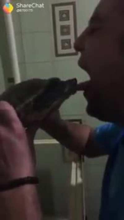 What could go wrong licking a turtle.