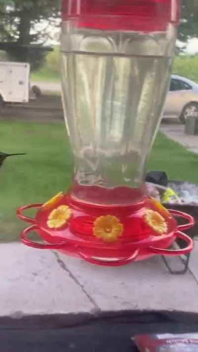 🔥 has anyone ever seen a white hummingbird? This is truly breathtaking!