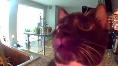 Funny cat vid haha