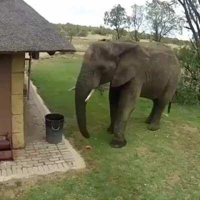 This elephant's Effort to clean the environment