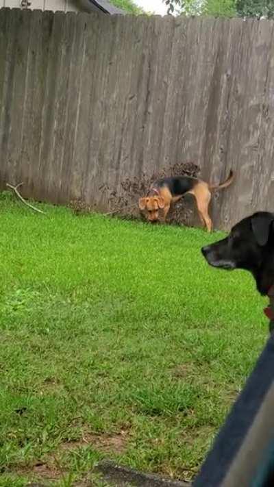 Doggo bested by very big stick and trys to play it off