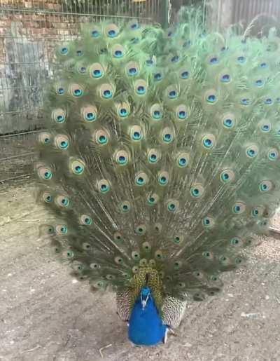 A peacock slowly opening its tailfeathers