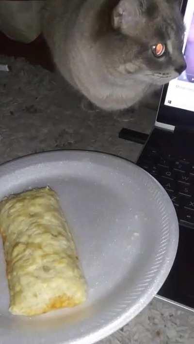 gamer cat eats my dang hotpocket