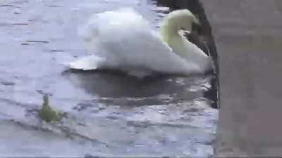 A crow grabs and carries away a gosling from a pond which got separated from its parents.