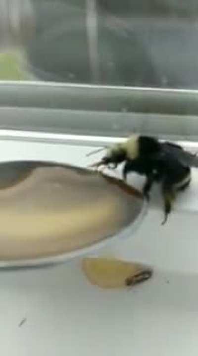 Bumblebee revived with sugar water