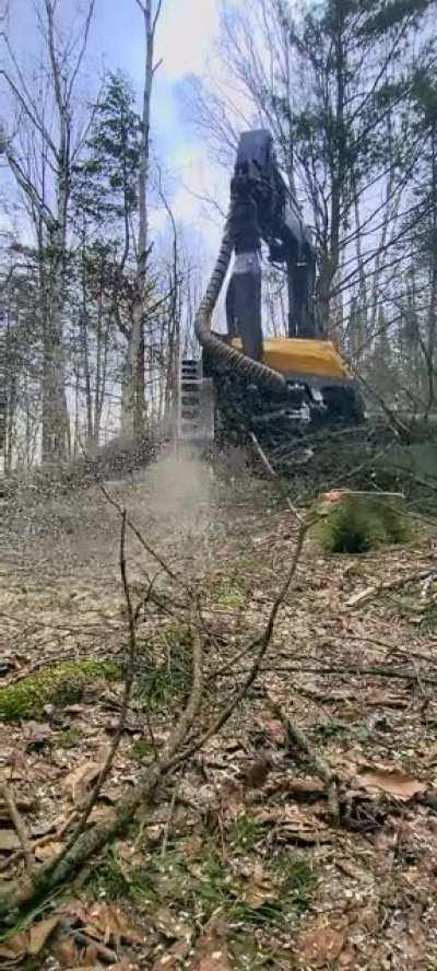 Taking down a tree in 30 seconds