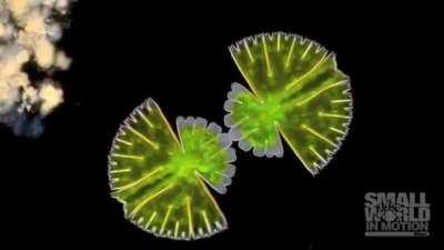 This is what cell division in algae looks like.