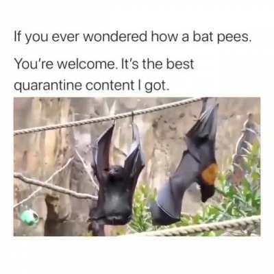 Did you ever wonder how bat pees?