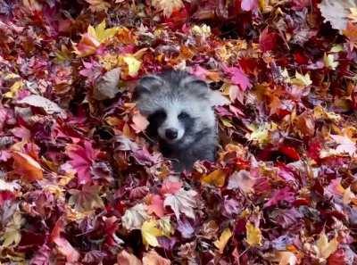 🔥 Tanuki in the leaves