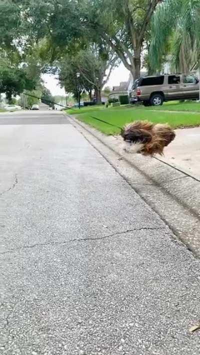 Ever seen a flying Lhasa?