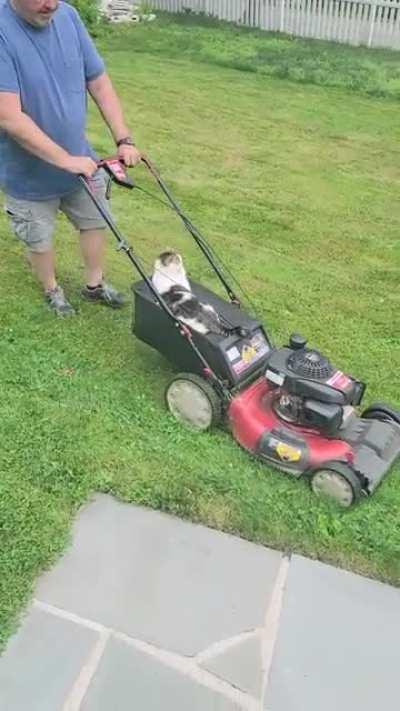 My family's cat loves helping with yardwork