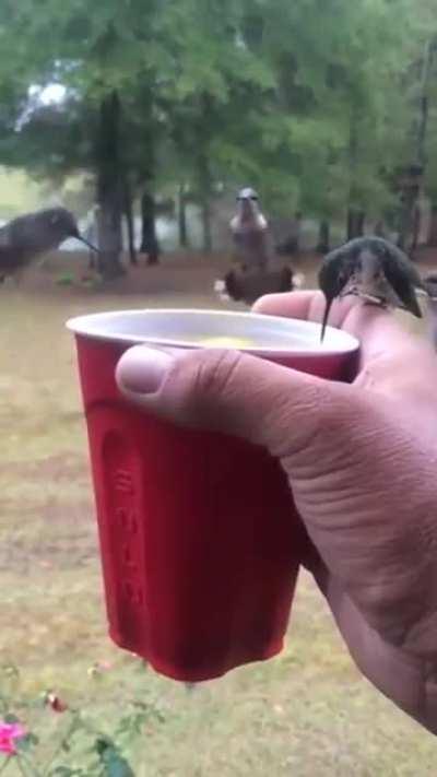 🔥 Humming birds drinking from a cup