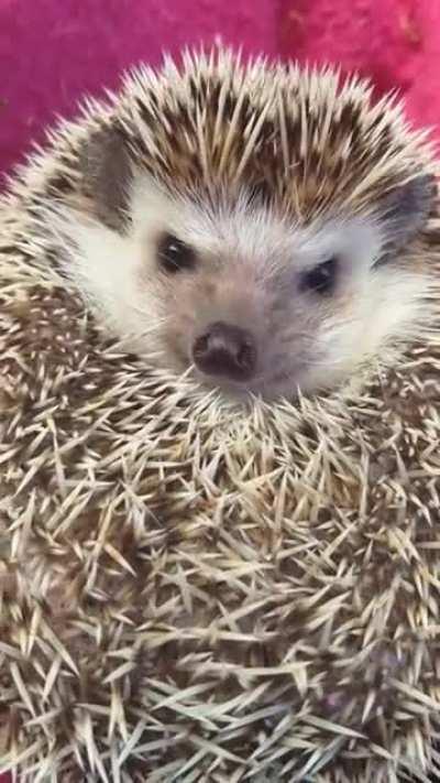 Grumpy Hedgehog (sound on for angry snuffles!)