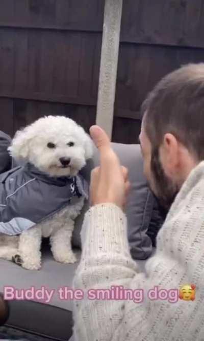 Buddy the smiling dog