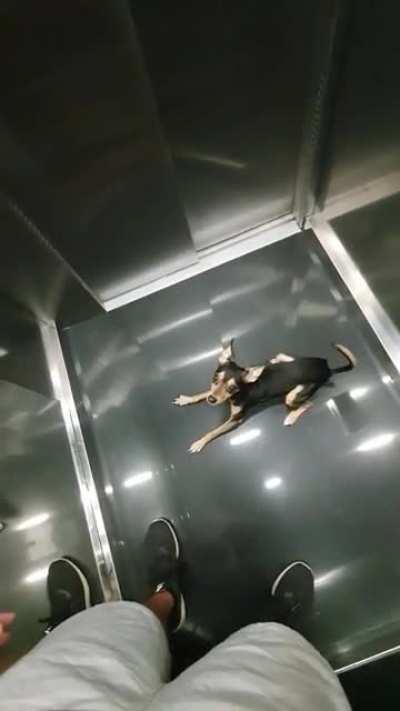 Elevator zoomie but no space to run