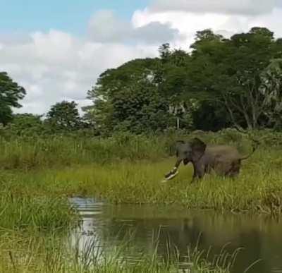 Crocodile bites off more than it can chew after chomping on an elephant’s trunk