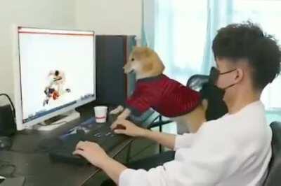 Gamer pup