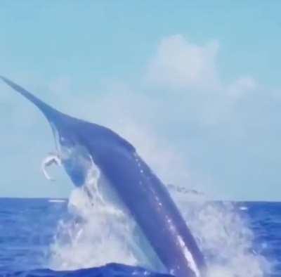 🔥 a white marlin showing off its catch? ahah 🔥