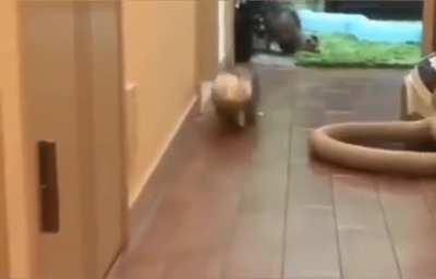 Ferret Zoomie level at 100% for 3.2 seconds!