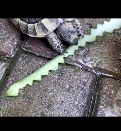 Turtle serrations