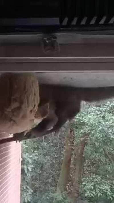 Monkey tears into a big hornet nest and eats larvae