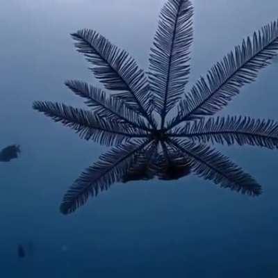 Feather stars are the closest thing we have to walking plants