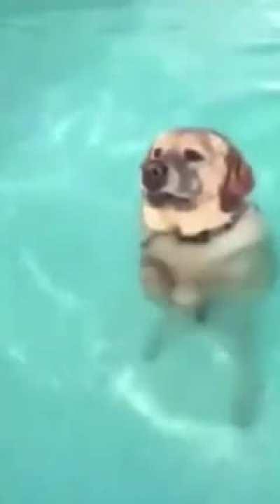 Here’s a doggo realizing he can stand in the pool