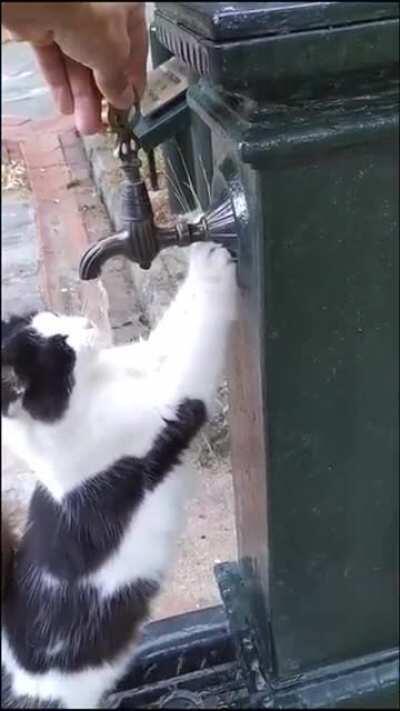 Kitty kindly asking a stranger for water!