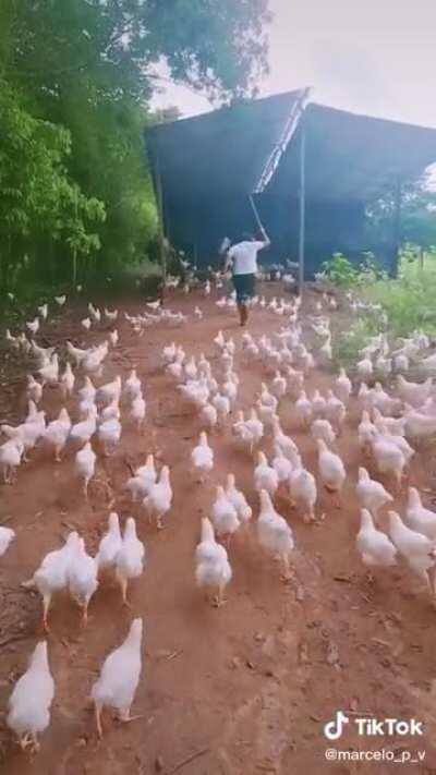 My chickens need me