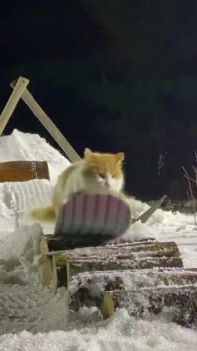 Snowboarding cat