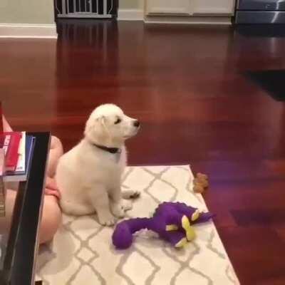 Pupper drops everything he's doing and decides to watch some cartoons