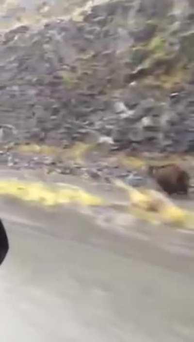 Grizzly bear running at full speed (around 40mph)