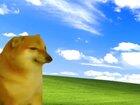 Doge accidentally wanders onto a soccer field.