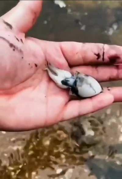 Cuttlefish demonstrates it's ink defense mechanism