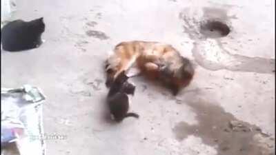 Cat brings her kittens to meet an old friend