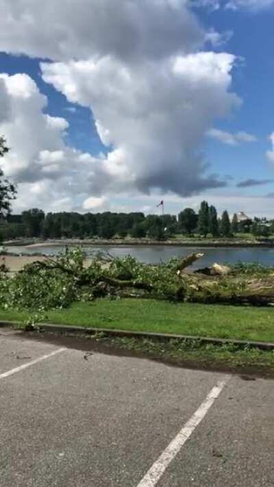 When a tree falls on the Seawall... wait for it...