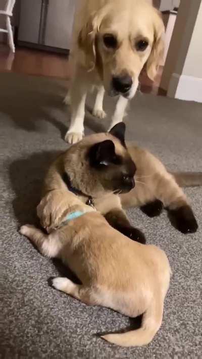 Cat comforts crying puppy while mom takes a break