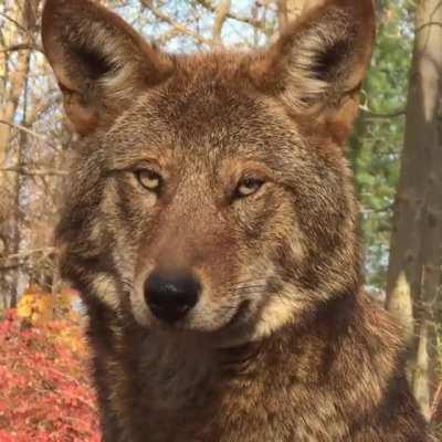 A rare, beautiful, untamed Red Wolf