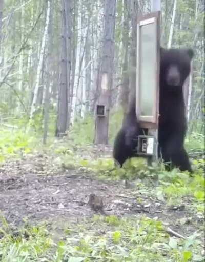 Black Bear discovers Mirror and does not like what it sees