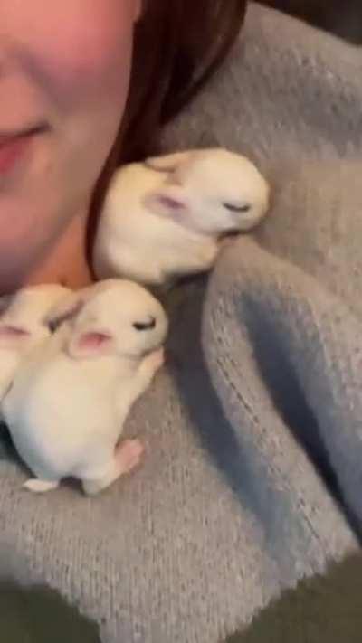 baby rabbit snuggles